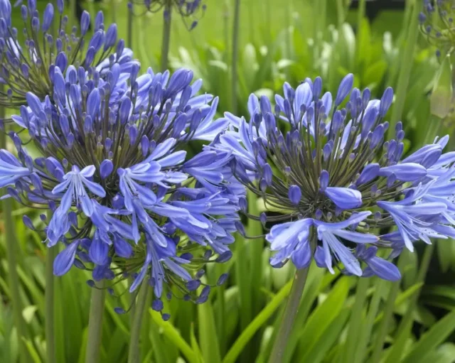 Agapanto blu in fiore