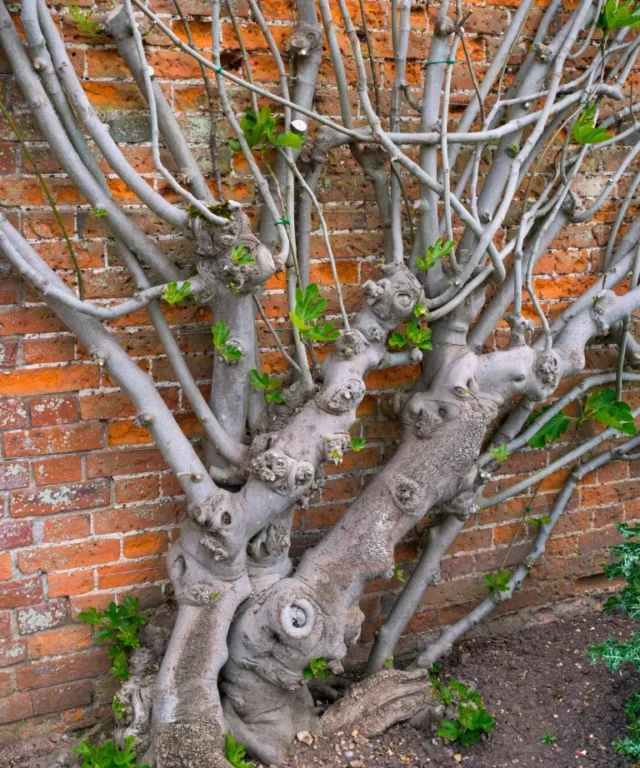 albero di fico marrone che cresce contro un muro di giardino soleggiato