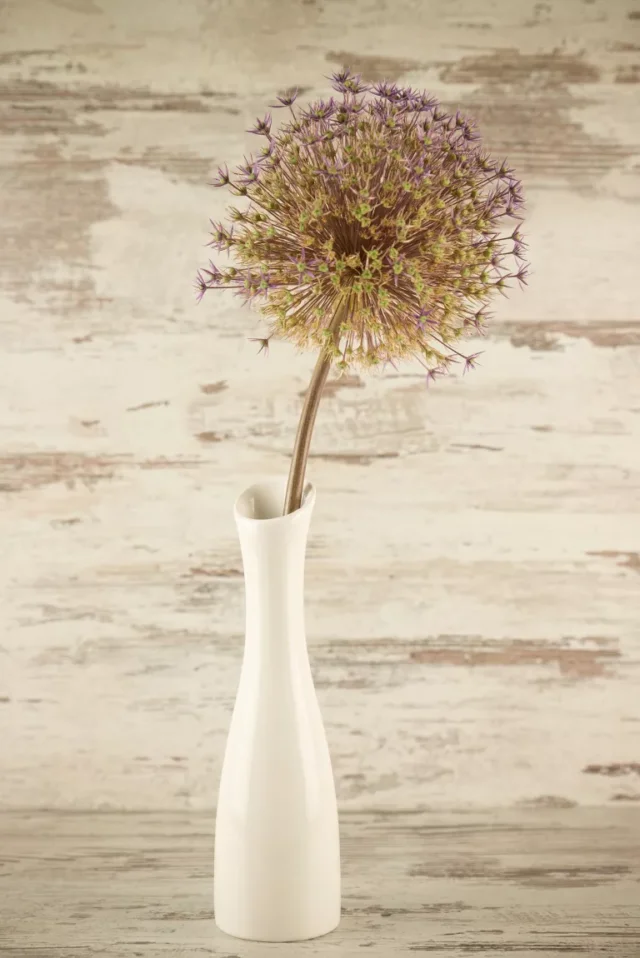 Allium nel vaso