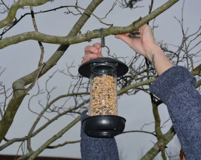 Appendere la mangiatoia per gli uccelli su un albero
