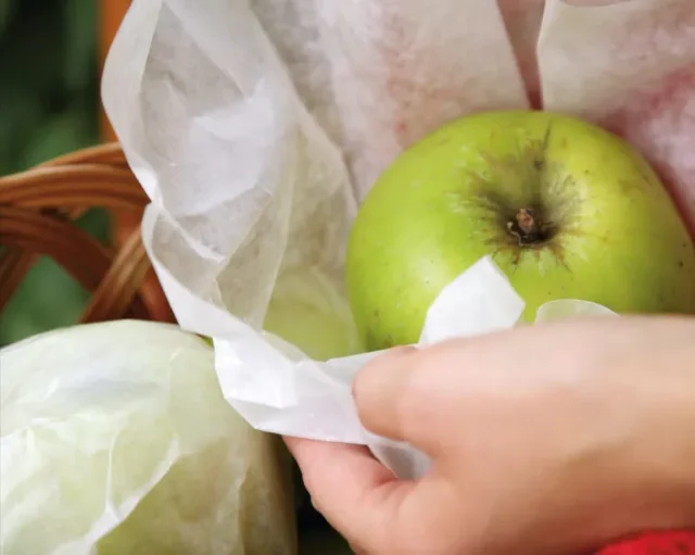 Avvolgere una mela nella carta per conservarla in autunno