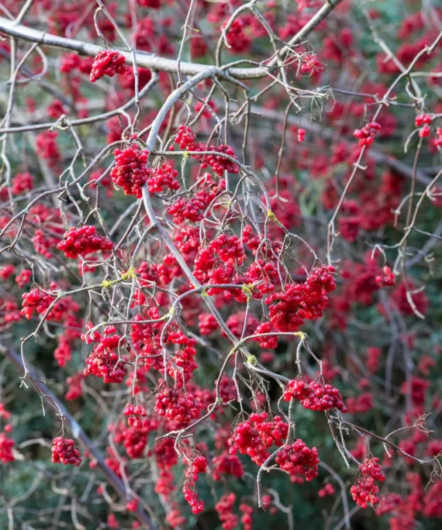 Bacche rosse invernali su un Viburnum betulifolium