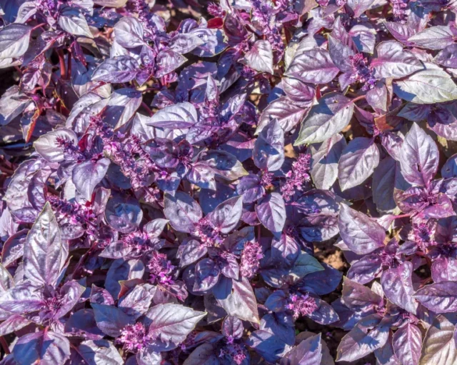 Basilico viola opale scuro pronto per la raccolta