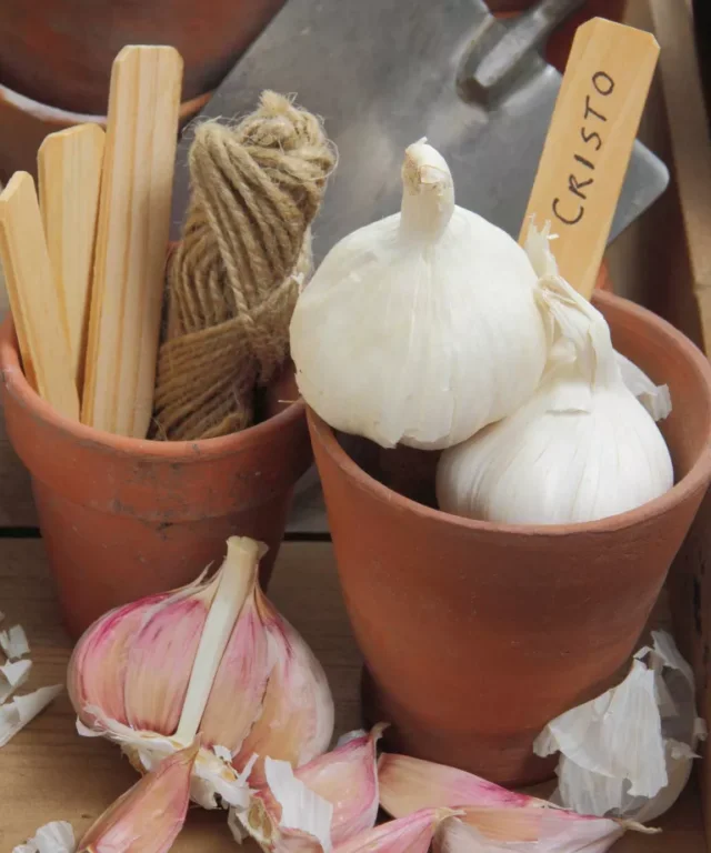 bulbi d'aglio 'Cristo' in vaso