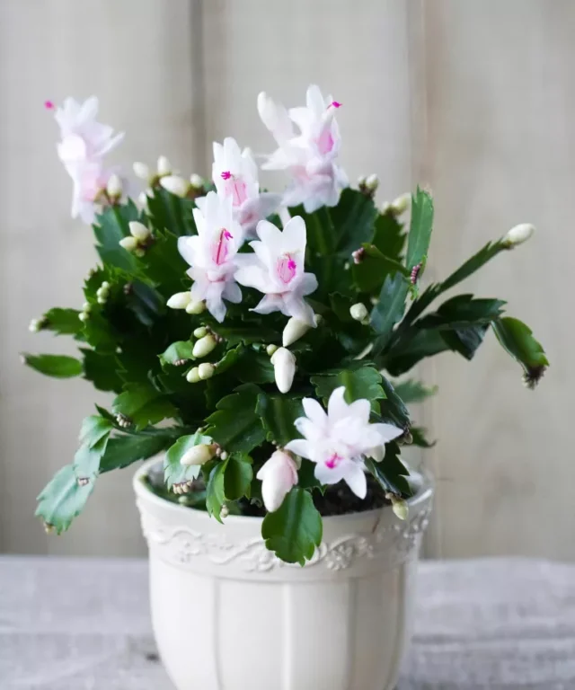 cactus di Natale bianco fiorito in vaso
