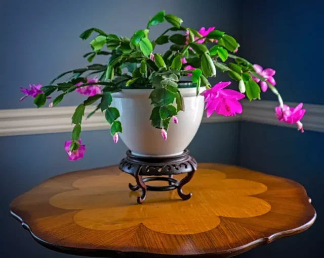 cactus di Natale rosa in vaso su tavolo