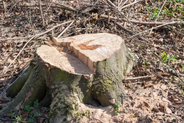 ceppo d'albero lasciato nel terreno dopo che un albero è stato abbattuto