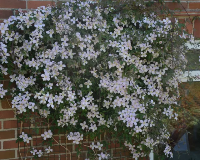 Clematis montana in fiore