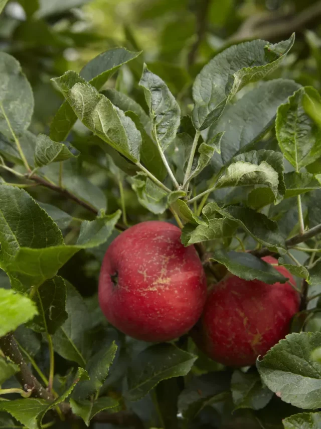coltivare frutta in vaso: melo