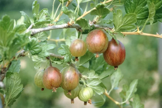 coltivare frutta in vaso: uva spina