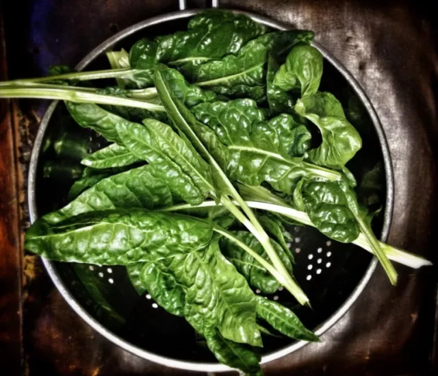 come coltivare gli spinaci: direttamente dall'appezzamento al vaso