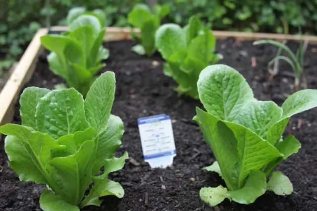 come coltivare gli spinaci: le giovani piante spuntano in poche settimane