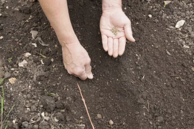 come coltivare gli spinaci: seminare in un terreno ben rastrellato