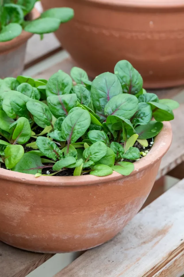 come coltivare gli spinaci: varietà a venature rosse