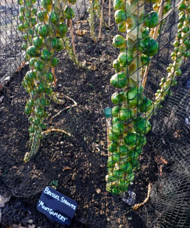 come coltivare i cavoli invernali: Cavoletto di Bruxelles varietà Montgomery in reti di protezione