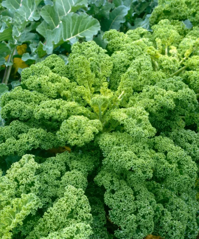 come coltivare i cavoli invernali: Kale varietà nana arricciata verde