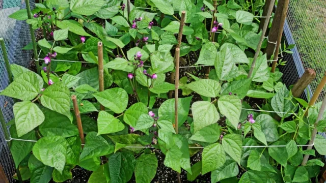 come coltivare i fagioli francesi: La varietà di fagioli Purple Queen cresce in un letto rialzato protetto