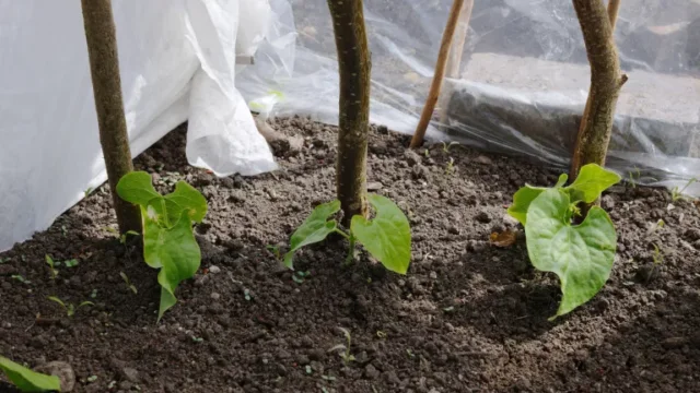come coltivare i fagioli francesi: proteggere le giovani piante di fagioli francesi con vello, rete o teli di plastica