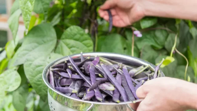 come coltivare i fagioli francesi: raccogliere la varietà rampicante di fagioli francesi Cosse Violette