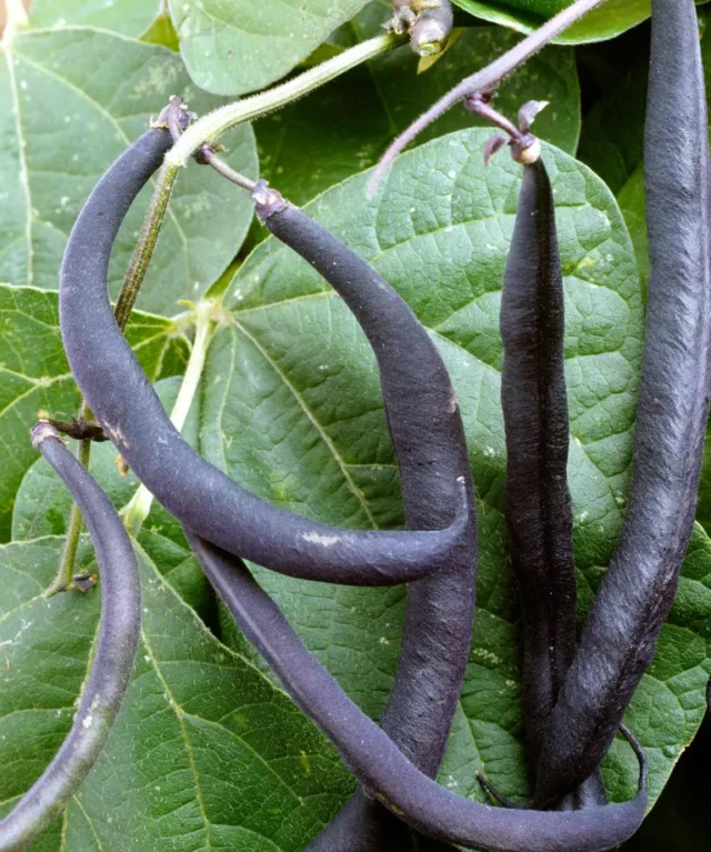 come coltivare i fagioli francesi: Varietà di fagioli francesi Purple Teepee
