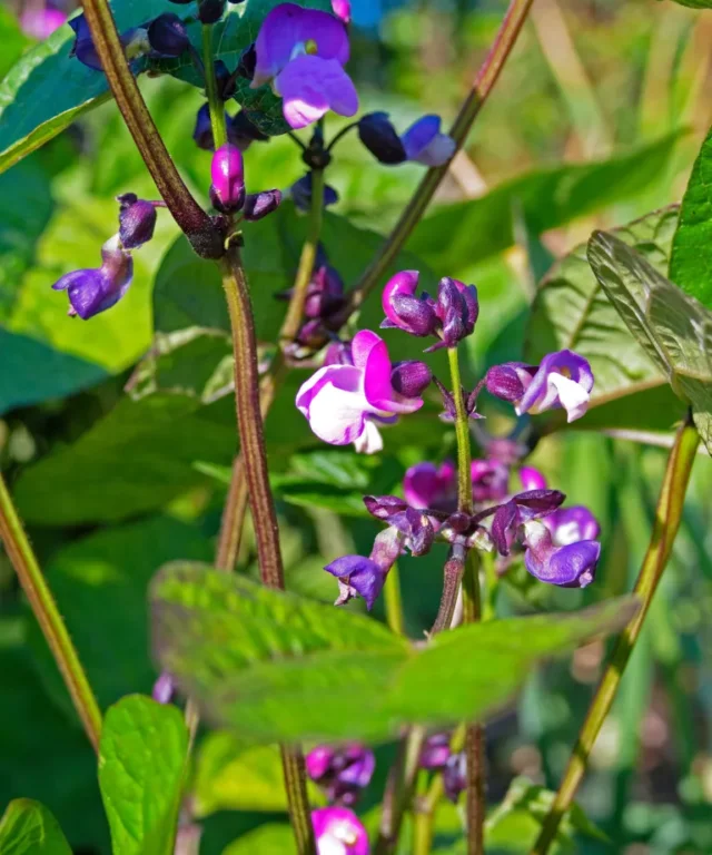 come coltivare i fagioli francesi: Varietà di fagiolo francese Purple Queen in fiore