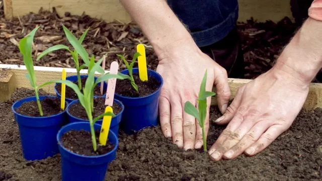 come coltivare il mais dolce: piantare piantine di mais dolce all'esterno