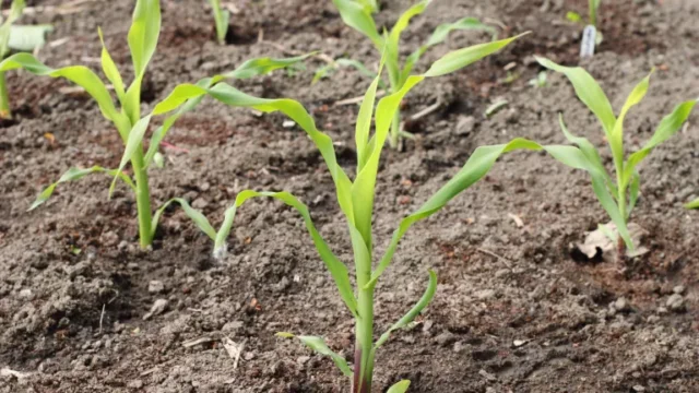 come coltivare il mais dolce: piante di mais dolce disposte a blocchi