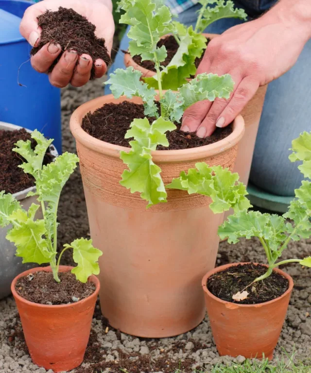 come coltivare le brassiche invernali: Piantare in vaso la varietà cavolo verde nano arricciato