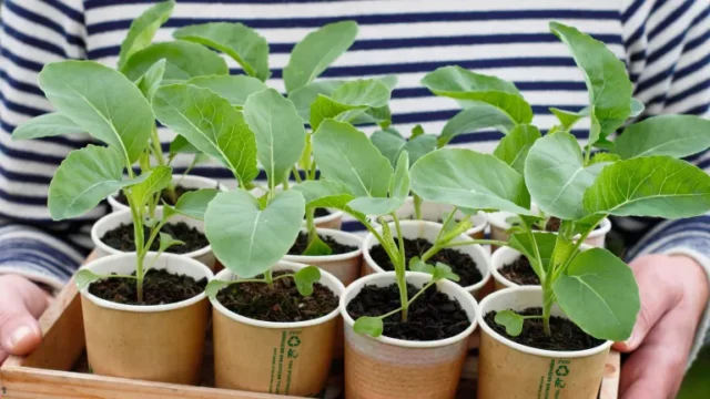 come coltivare le brassiche invernali: piantine di cavolfiore in vasi compostabili pronte per la semina
