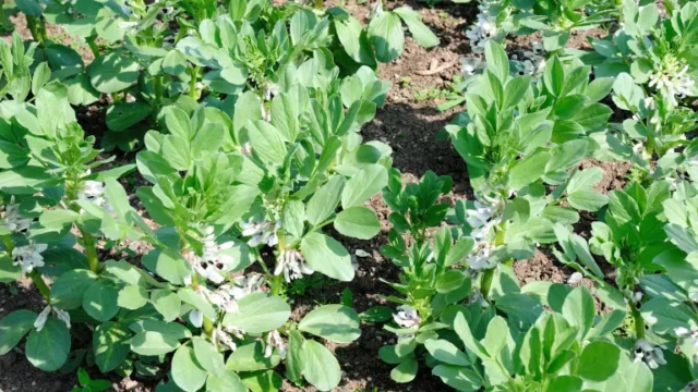 come coltivare le fave: Masterpiece Green Longpod