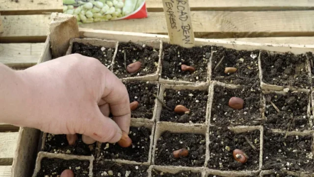 come coltivare le fave: seminare le fave in cella in primavera