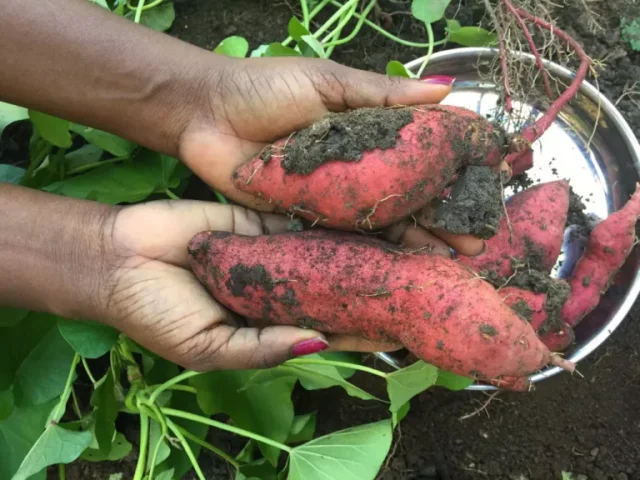 come coltivare le patate dolci