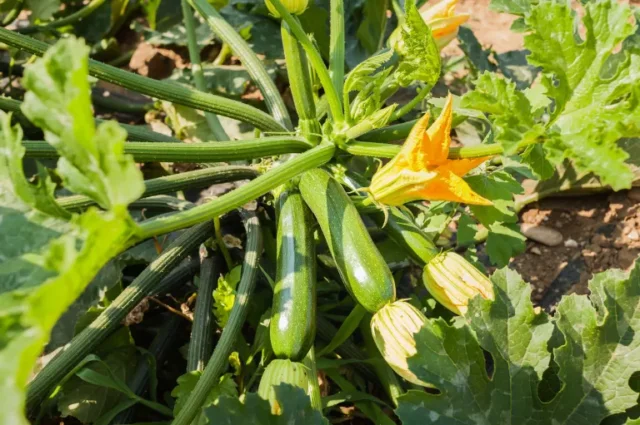 Come coltivare le zucchine