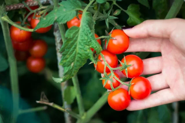 come creare un giardino ecologico: piante di pomodoro