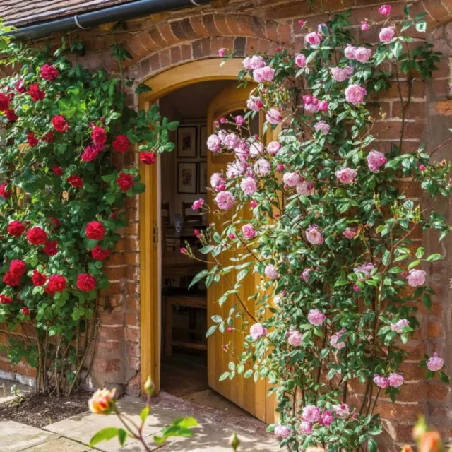 come creare un giardino ecologico: Rosa rampicante Mortimer Sackler