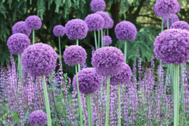 come piantare i bulbi di allium: quelli viola sono la varietà più conosciuta
