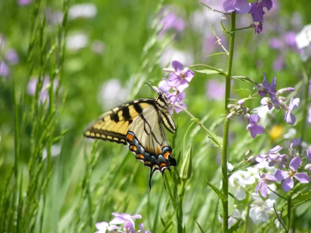 come piantare un prato di fiori selvatici: farfalla sui fiori