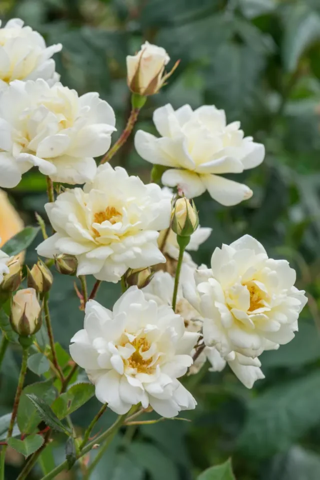come potare le rose: David Austin Roses rosa bianca