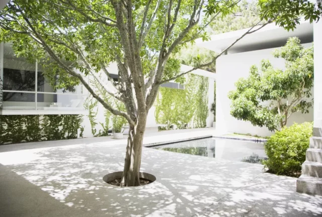 come pulire un patio: cortile moderno con piccolo albero