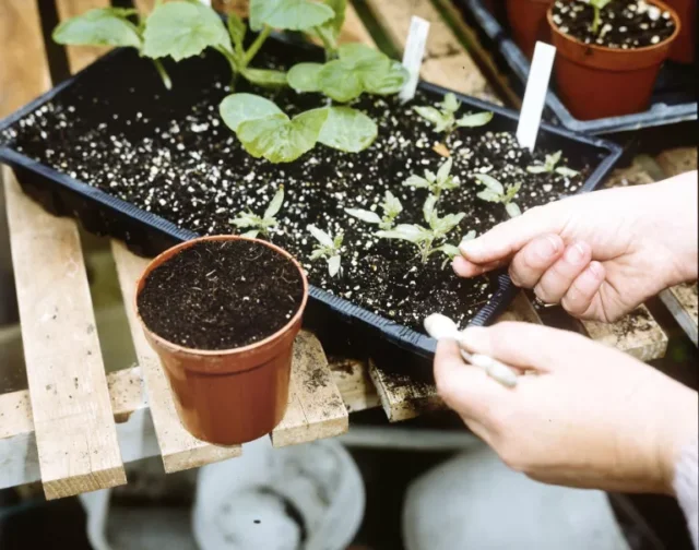 Come trapiantare le piantine: spuntare le piante di pomodoro