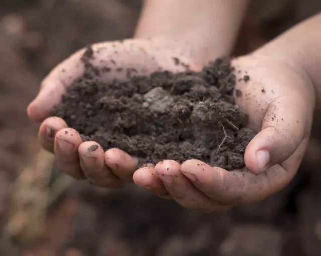 compost vs terriccio: la terra nelle mani