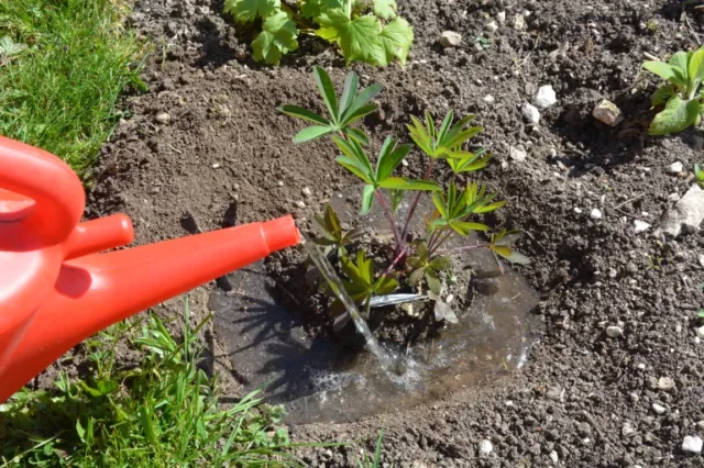consigli per il risparmio idrico in giardino: innaffiare intorno a una pianta