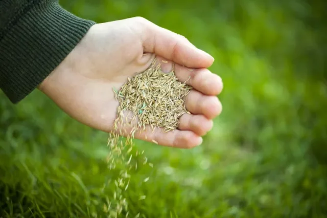 consigli per la cura del prato in primavera: semi d'erba