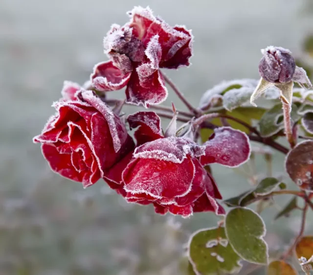 consigli per la cura della rosa: rosa coperta dal gelo