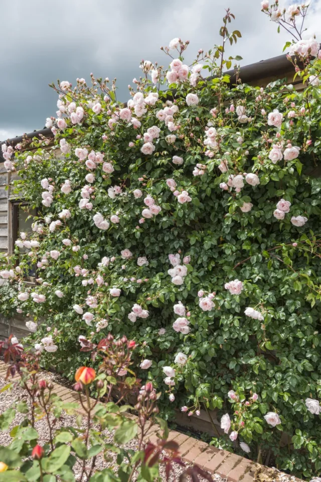 consigli per la cura delle rose: 'The Generous Gardener' di David Austin Roses