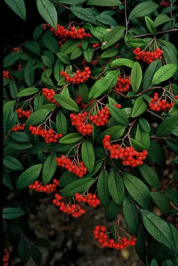 Cotoneaster arbusto coperto di bacche rosse