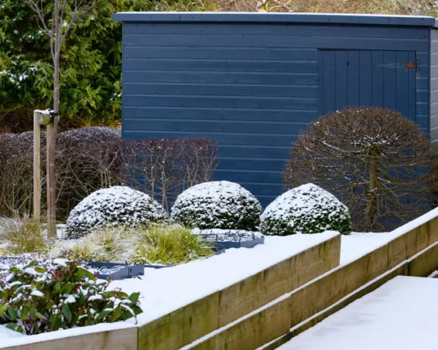 Design elegante e contemporaneo, paesaggistica e piantumazione (topiaria) su letto rialzato in legno da capannone blu - giardino d'inverno coperto di neve,