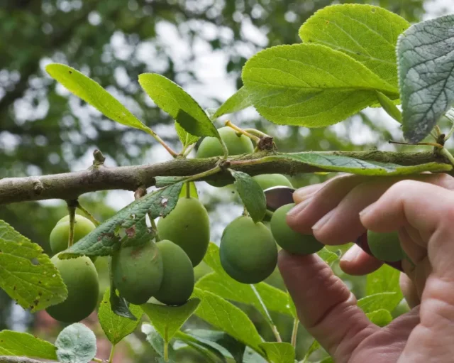 diradamento dei frutti delle prugne su un albero di prugne in estate