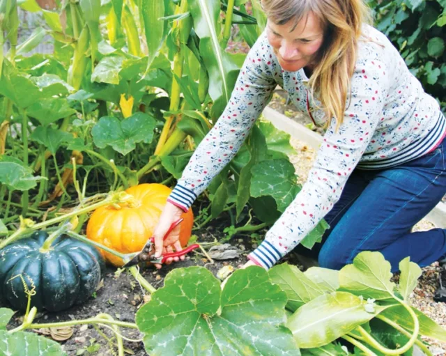 donna che cura le zucche nell'orto per incoraggiarne la crescita