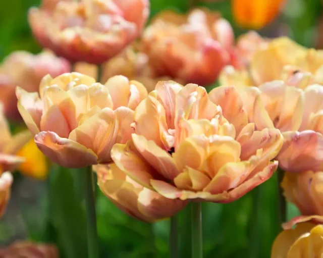 doppio tulipano peonia 'La Belle epoque